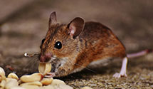 24 Hour & Emergency Exterminators in Lillington, NC